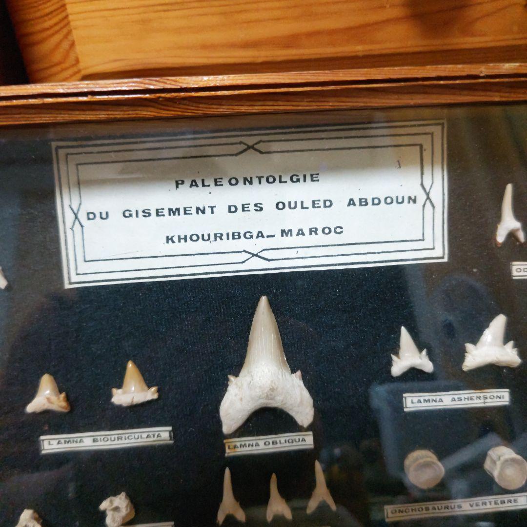 モロッコ産サメの歯化石標本