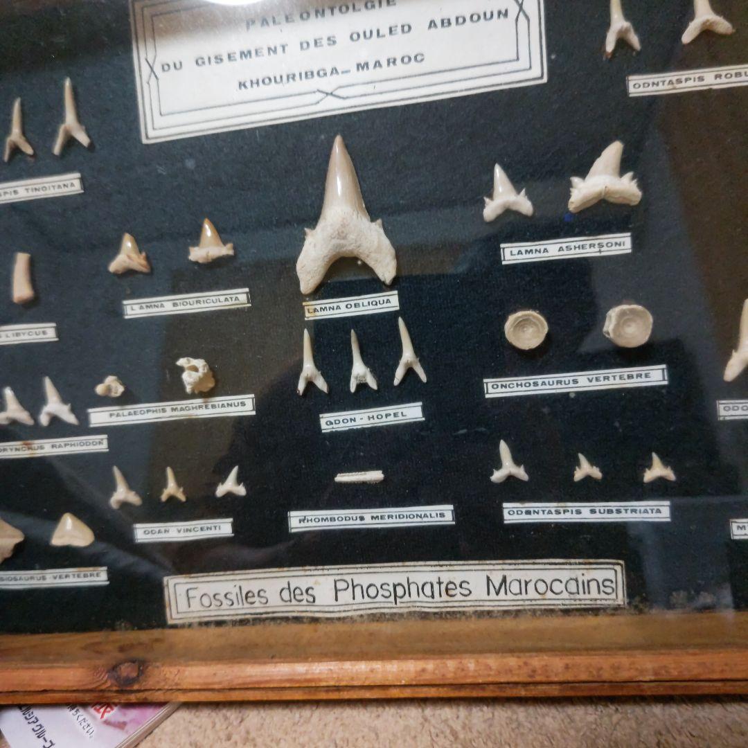 モロッコ産サメの歯化石標本