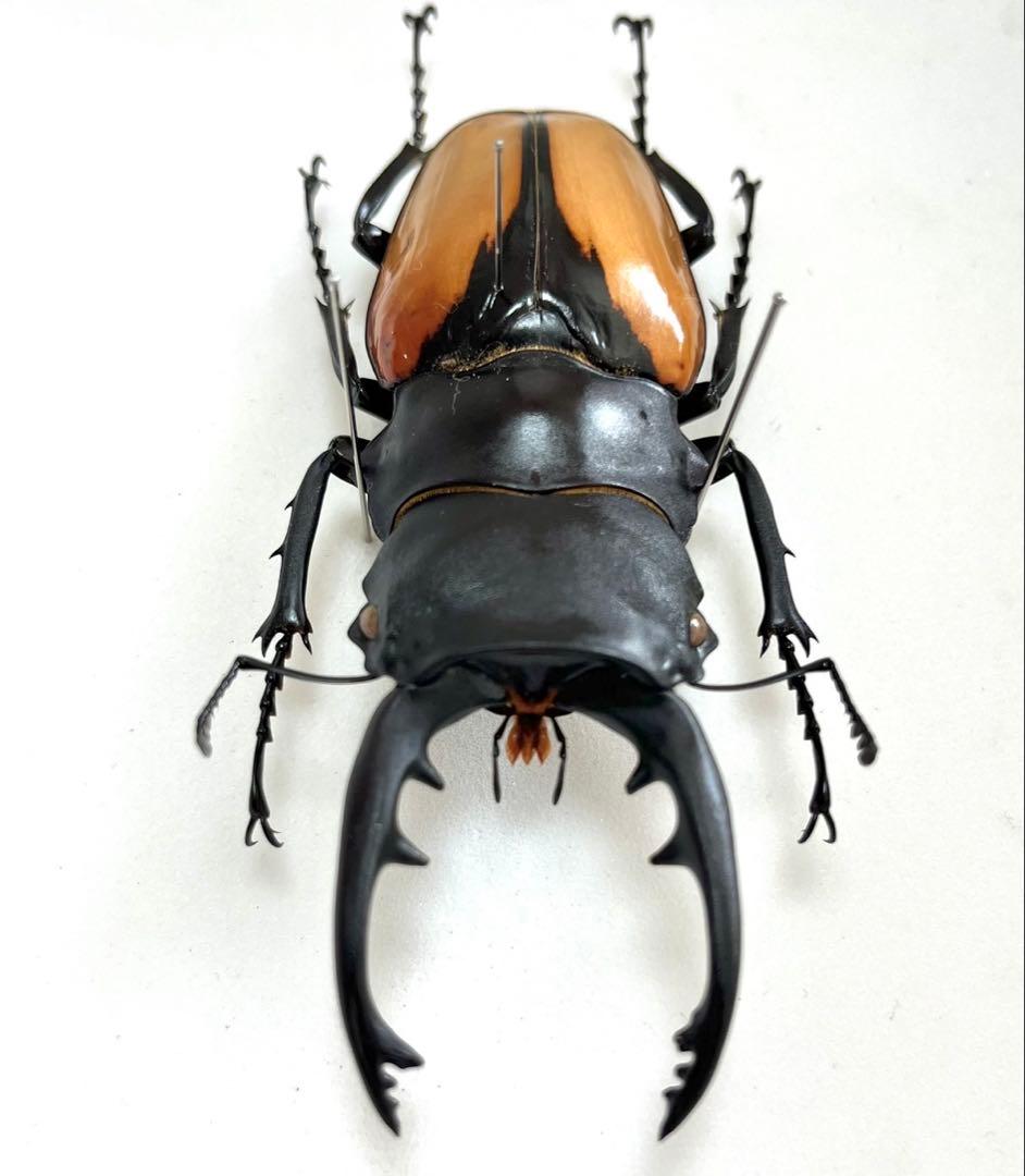 ブルマイスターツヤクワガタ　95mm 標本