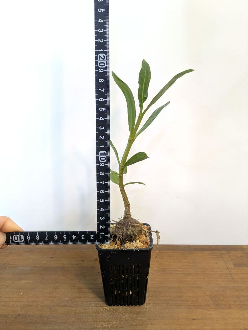 ミルメフィツム セレビクム ブキドノン マライバライ アリ植物