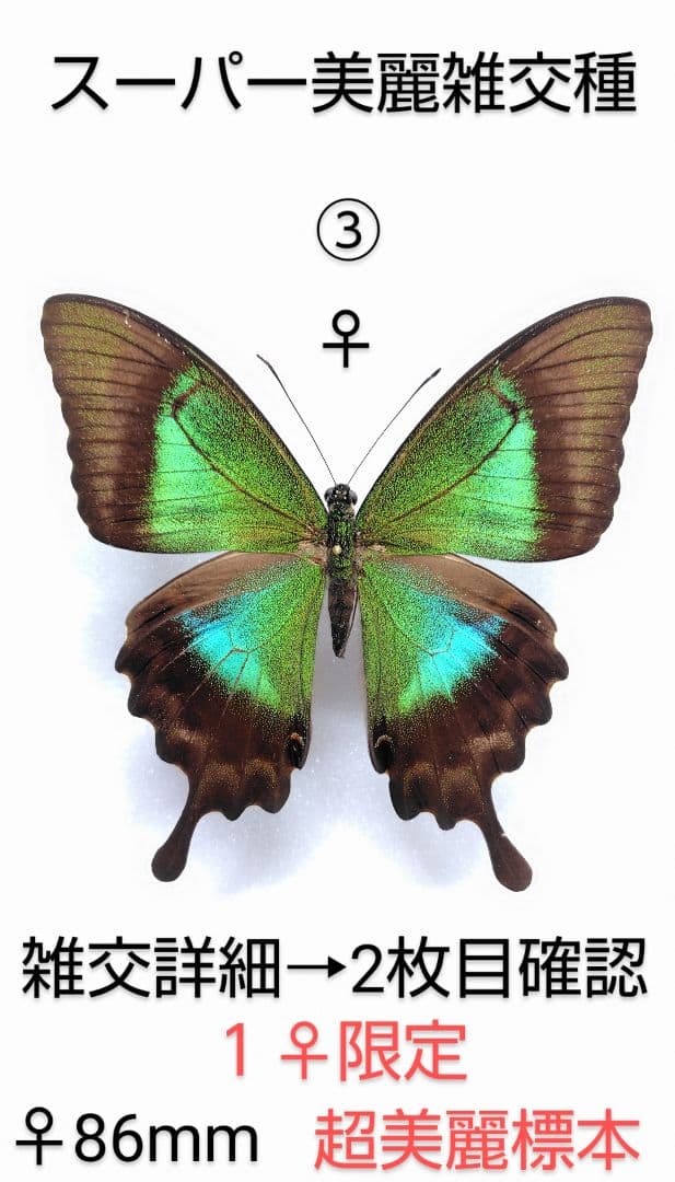 年末価格‼️スーパー美麗アキリデス雑交種 大型♀標 86mm雑交詳細画像確認