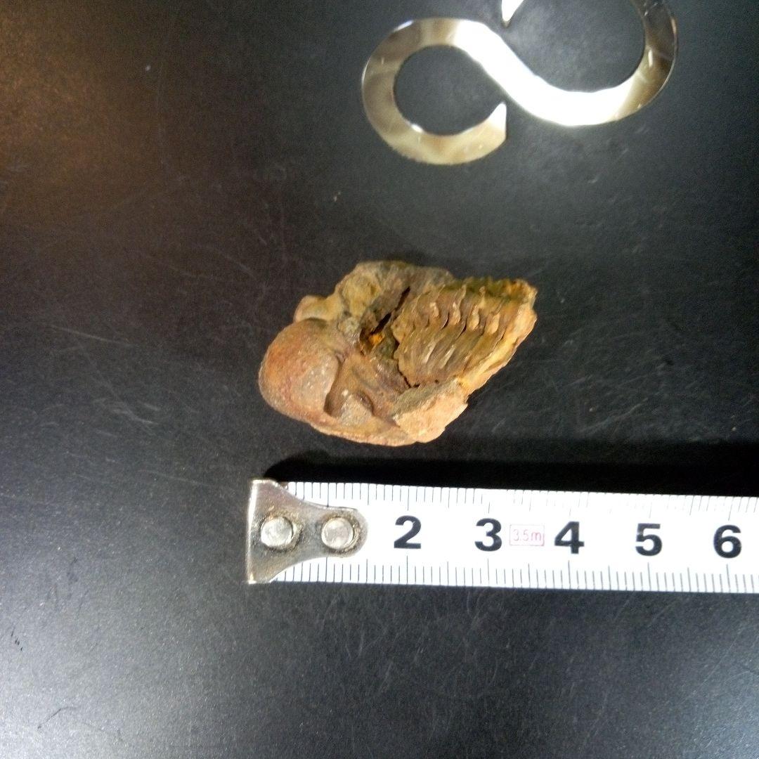 三葉虫　化石　fossil　ボリビア産　trilobite　海生動物識別⑦