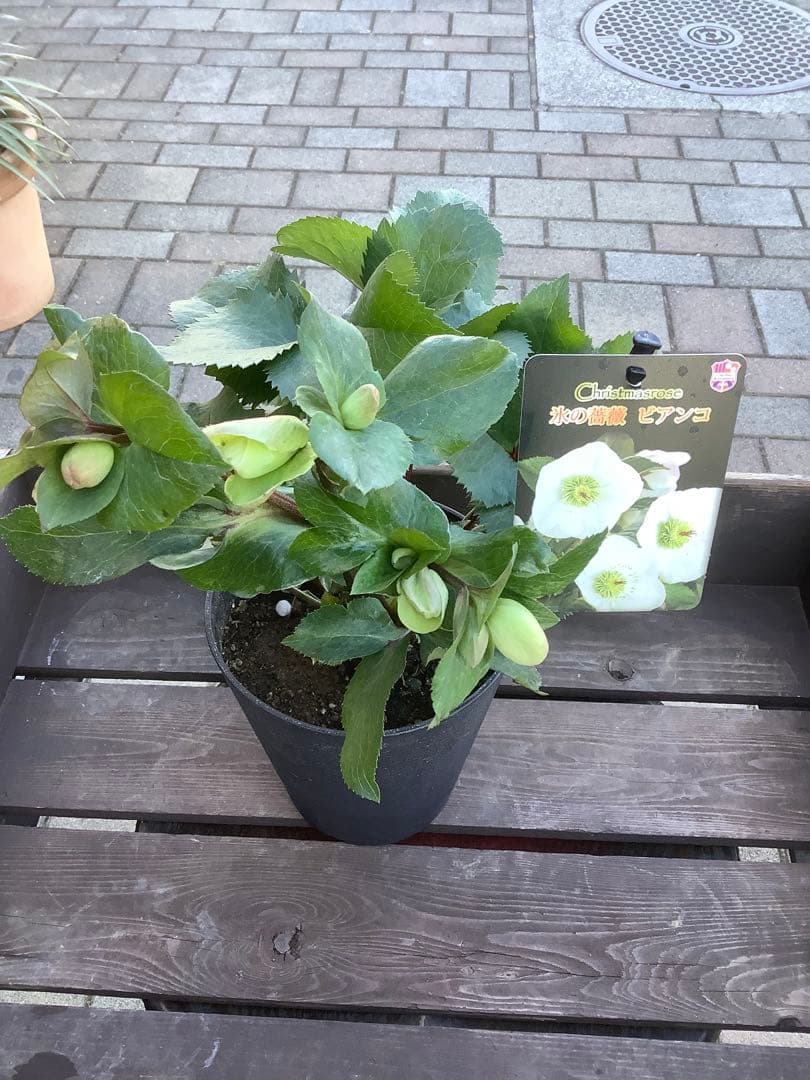 さかえ‼️氷の薔薇シリーズ　クリスマスローズ＊ビアンコ