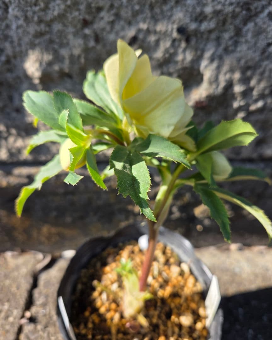 クリスマスローズ　かぐや姫