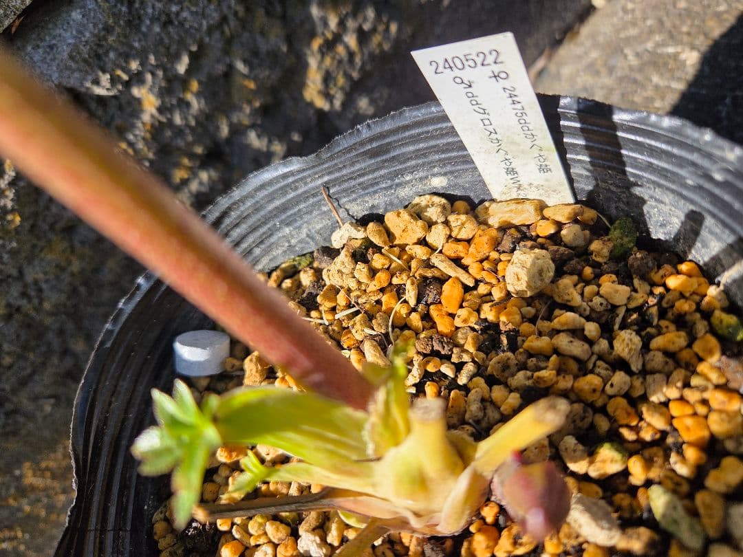 クリスマスローズ　かぐや姫