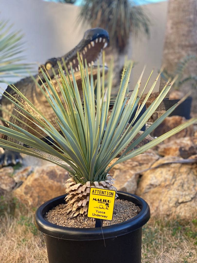 し*ん様 ユッカ　ロストラータ