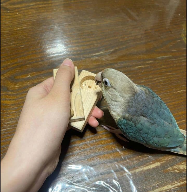 インコ　フォージングトイ　輪投げセット　バルサ　スタンドパーチ　バードトイ