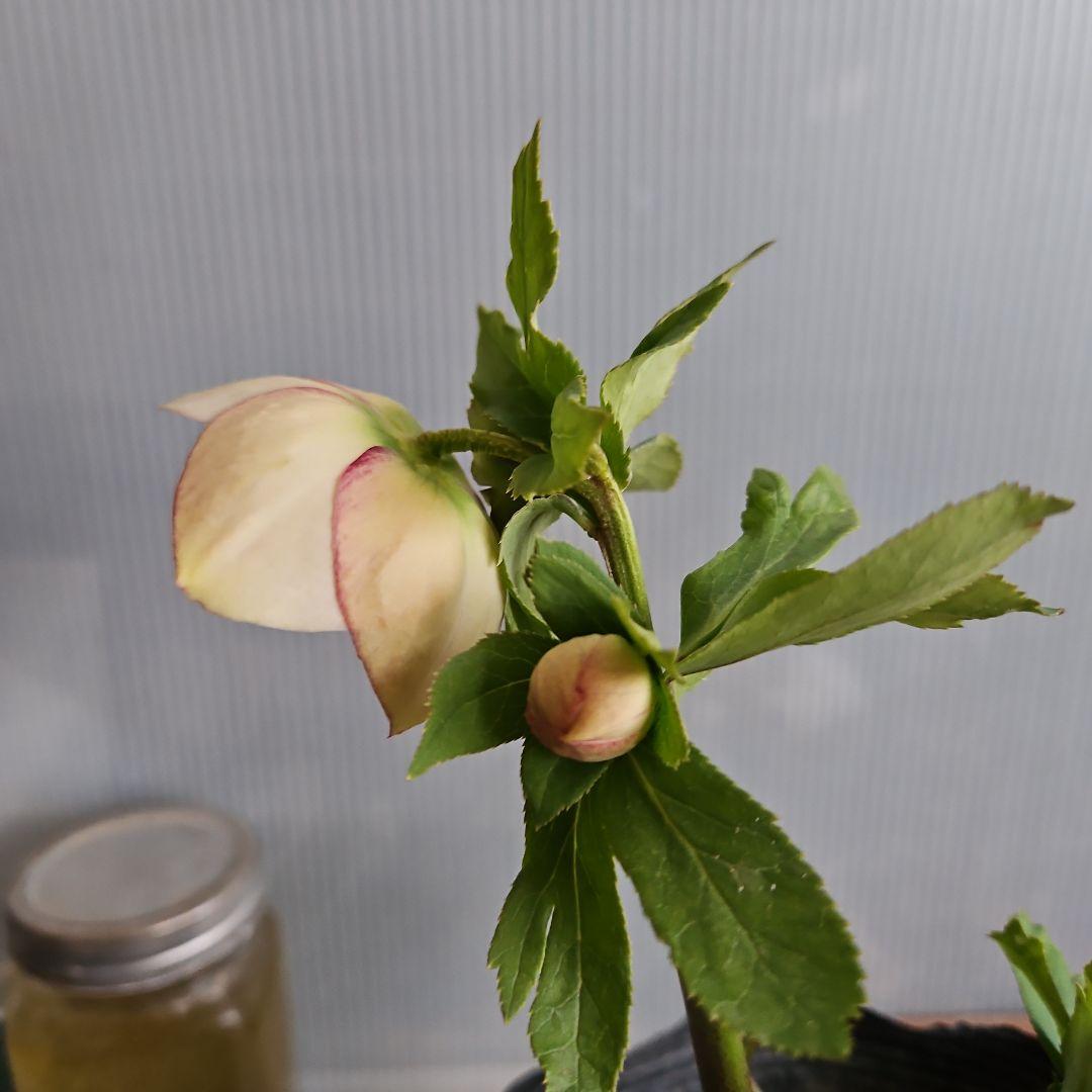 夕映え様ご購入苗㉖-207㉖-244クリスマスローズ