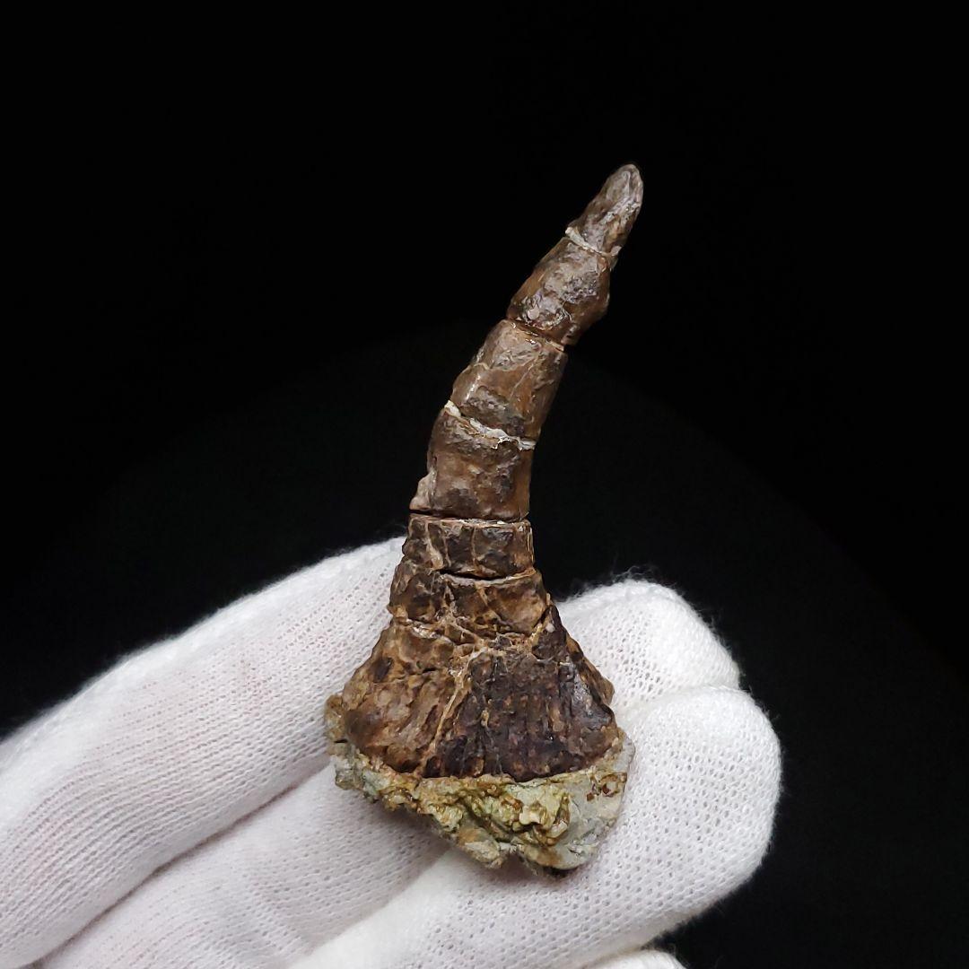 オンコプリスティス 歯 化石 本物 モロッコ産 57.50mm fr103