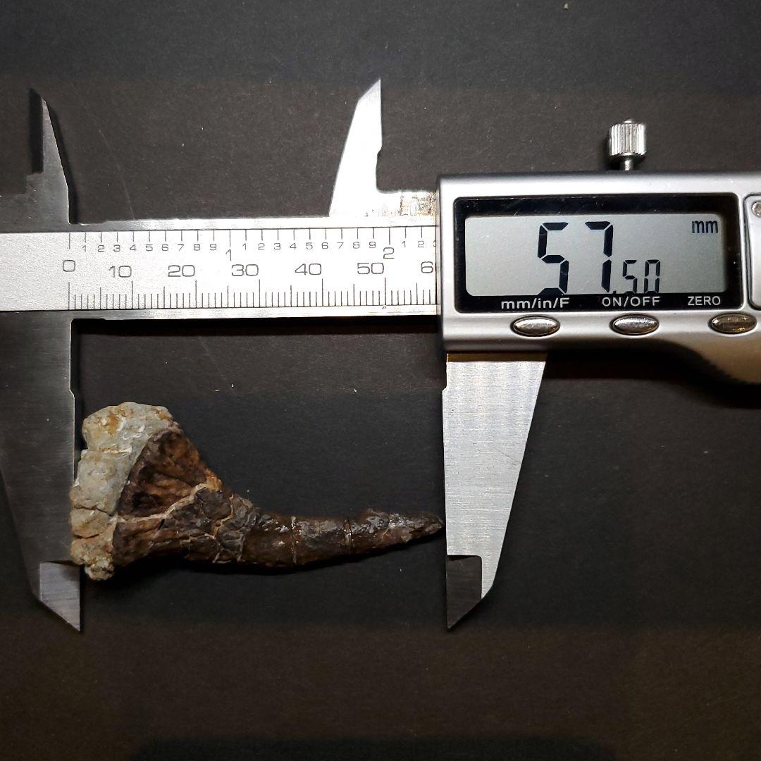 オンコプリスティス 歯 化石 本物 モロッコ産 57.50mm fr103