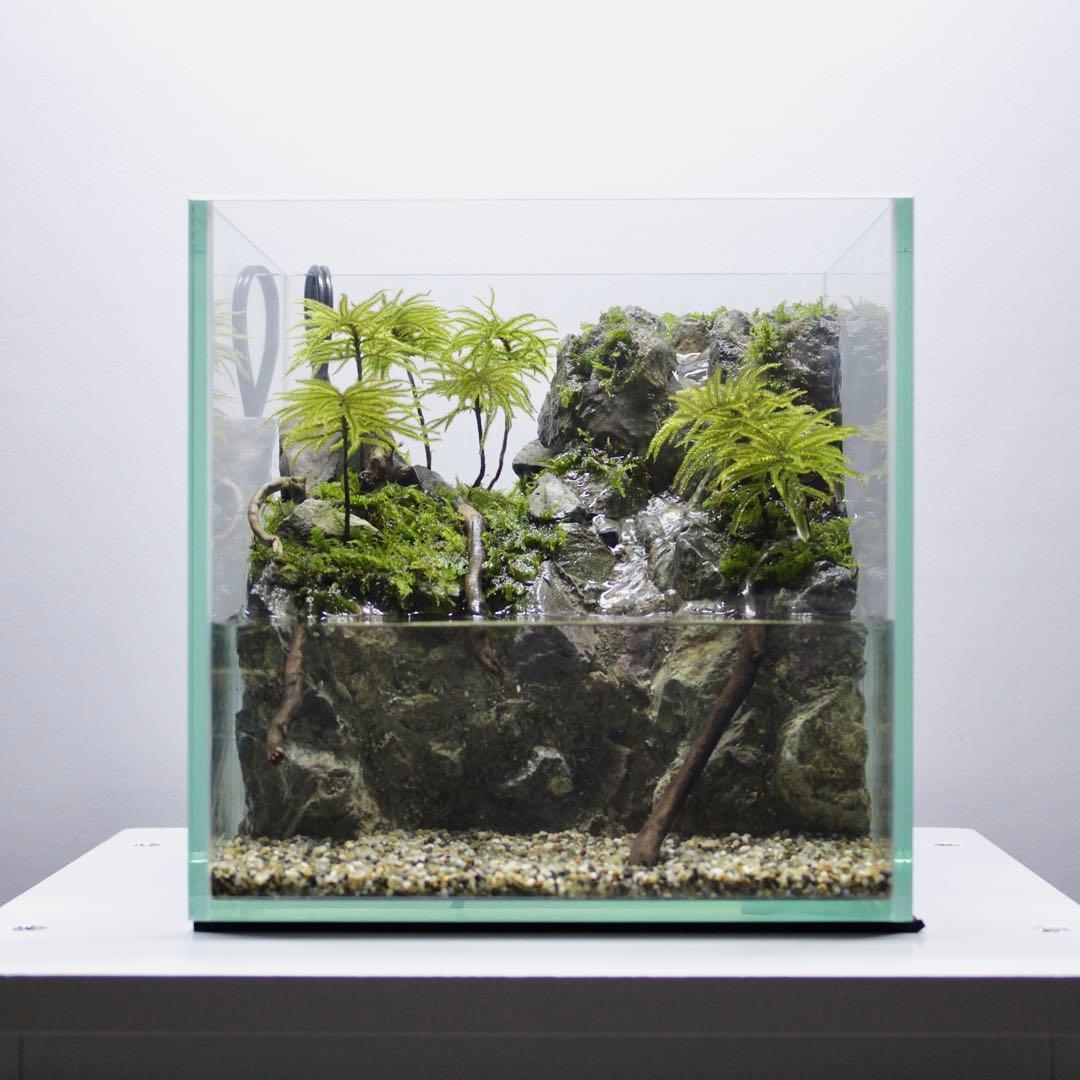 初めてのアクアテラリウム　No.8　パルダリウム　イモリウム　20cm水槽