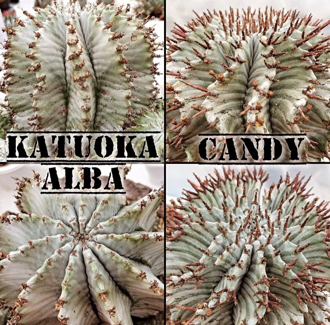 Nene様 リクエスト 3点 まとめ商品