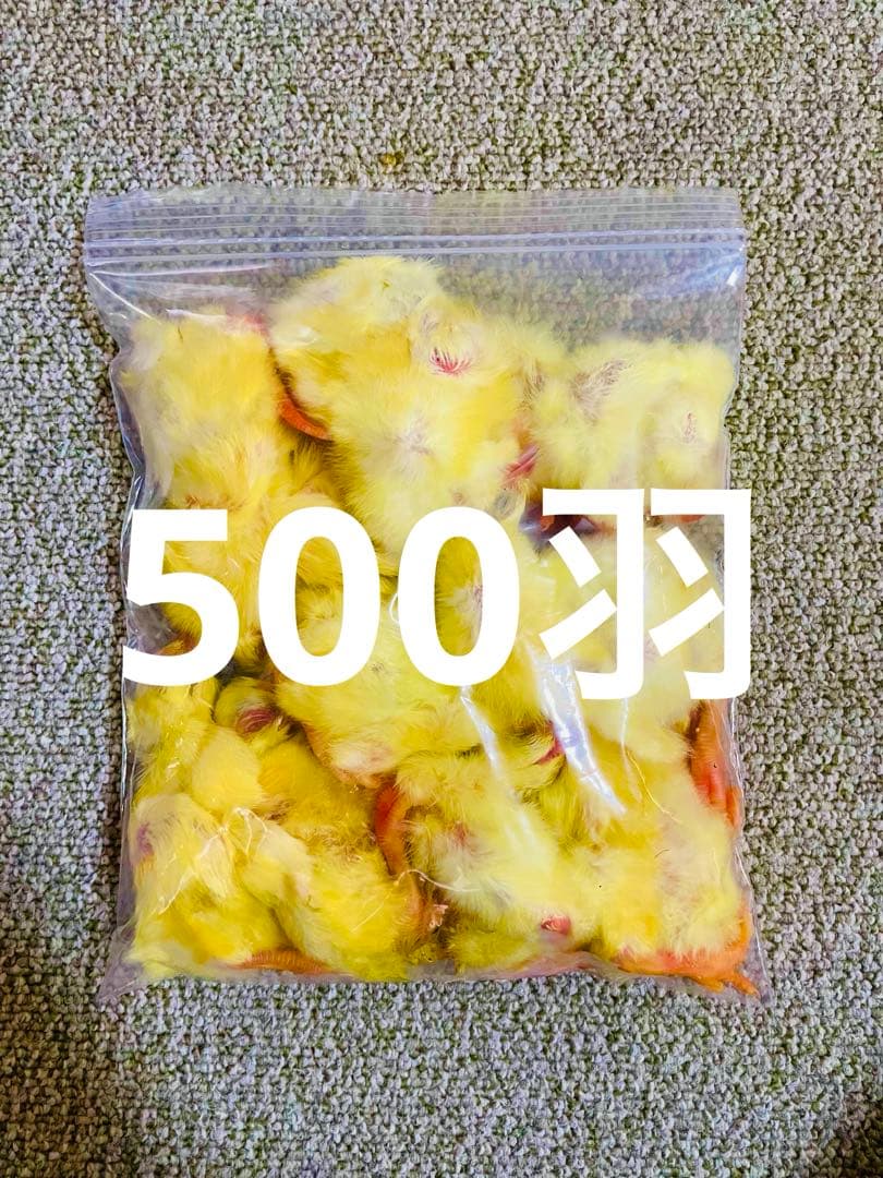 リピート購入、複数購入で＋10羽 送料無料 国産 新鮮安全 冷凍ひよこ 500羽