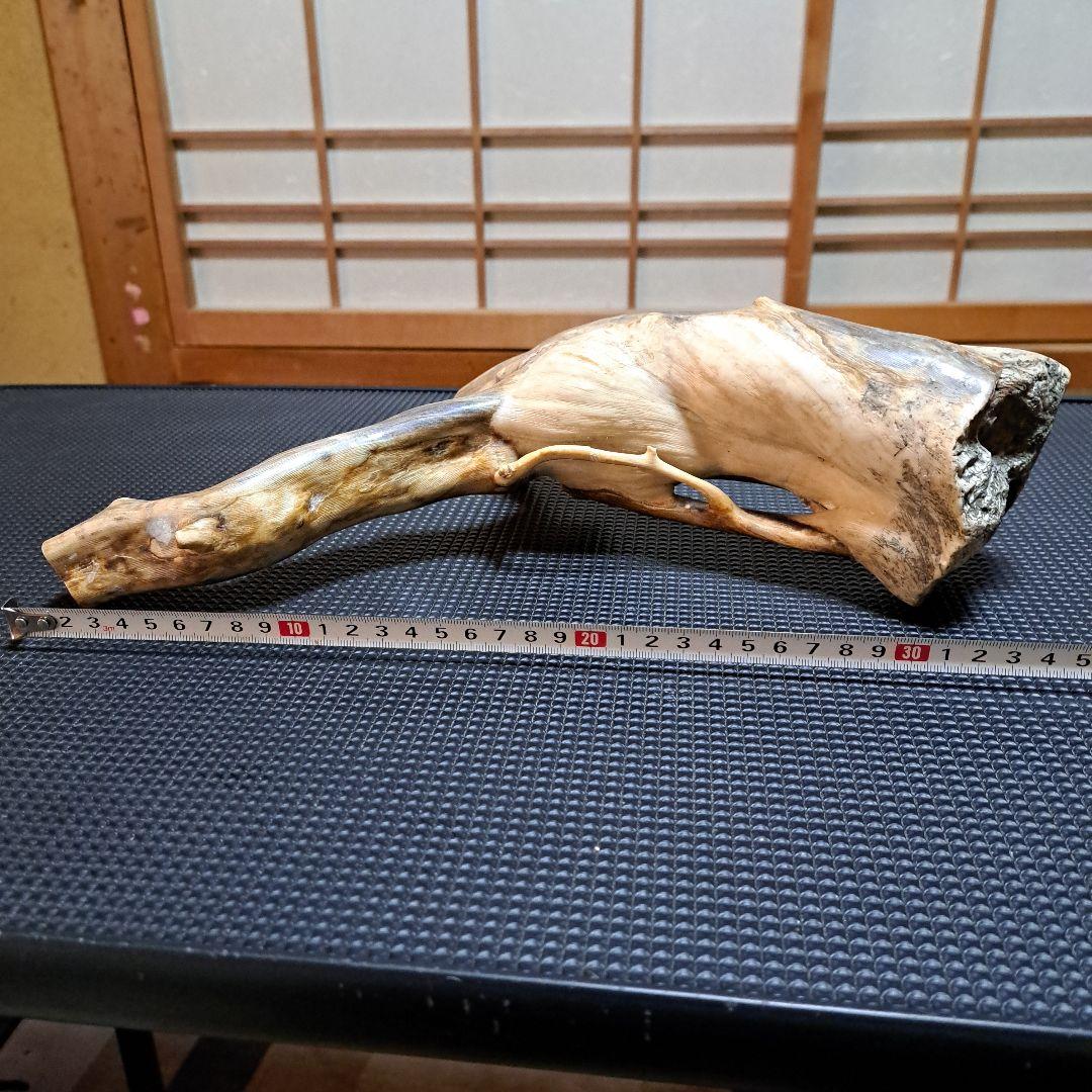 【極上】深海松レインボーコーラル 2.2㎏ 根付け原木(太23cm/細10cm)