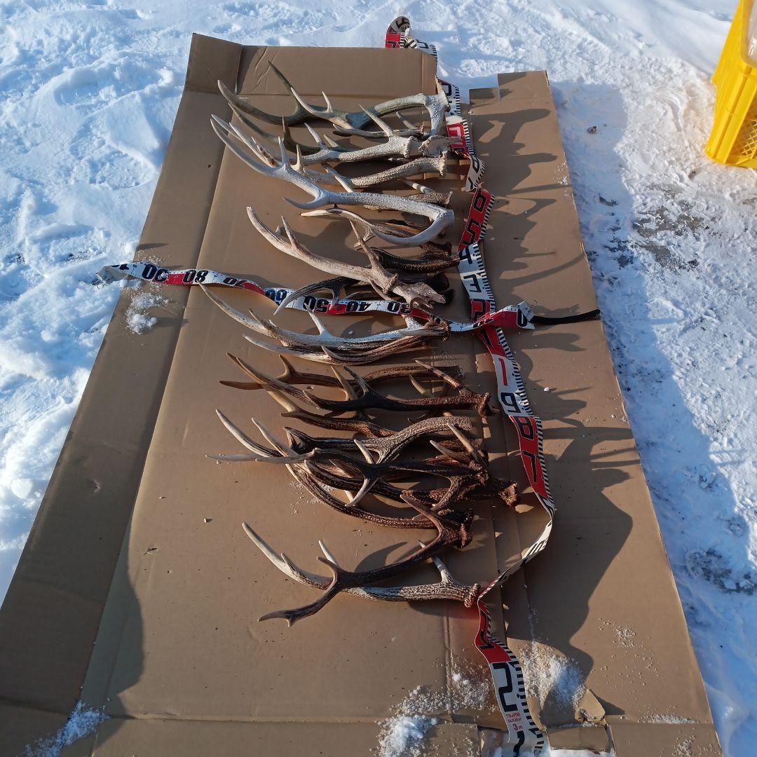 ク*ト様 蝦夷鹿の角 　犬のおもちゃ 工芸品などに 8番