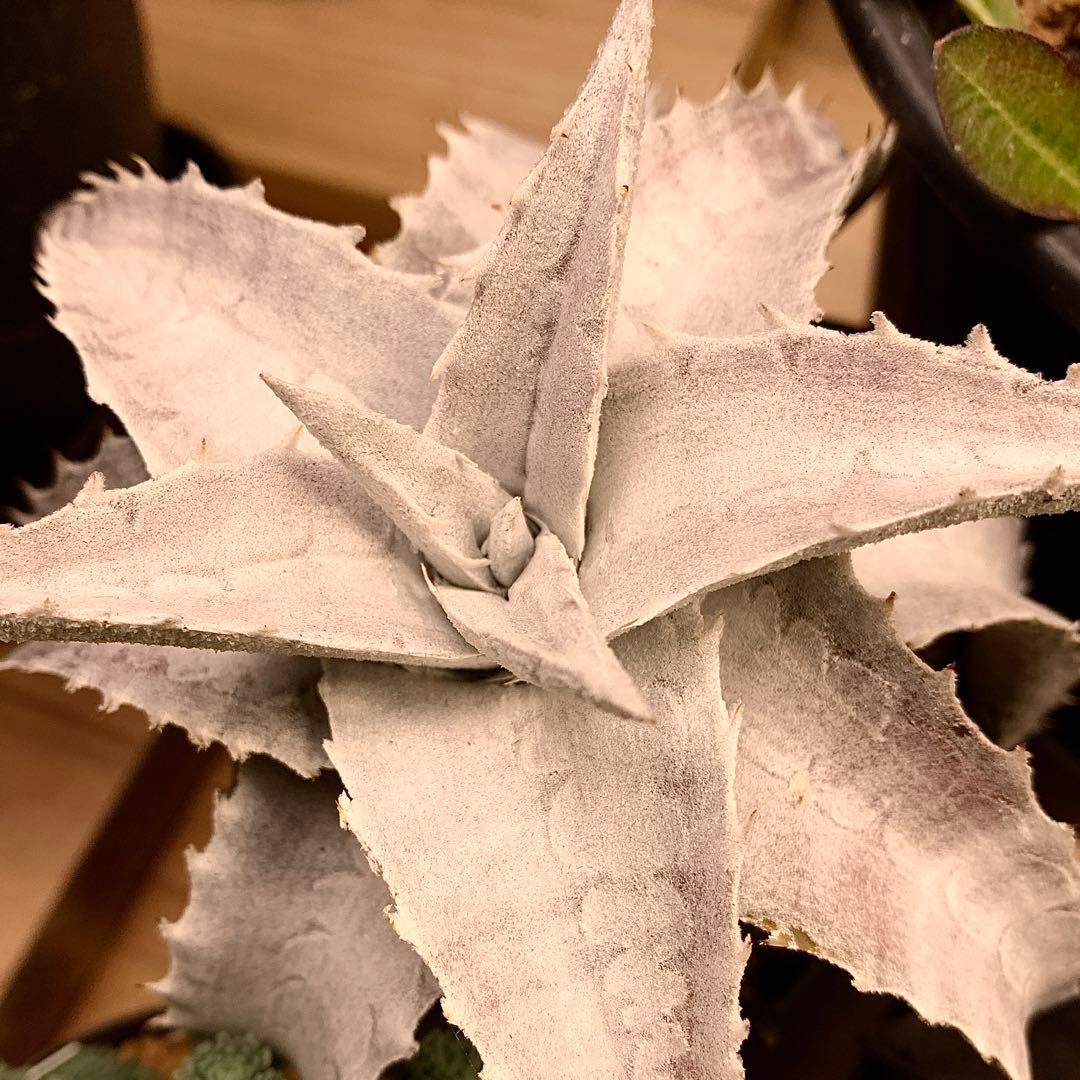 写真2-4枚目！　エンコリリウム　ペディセラツム　多肉植物