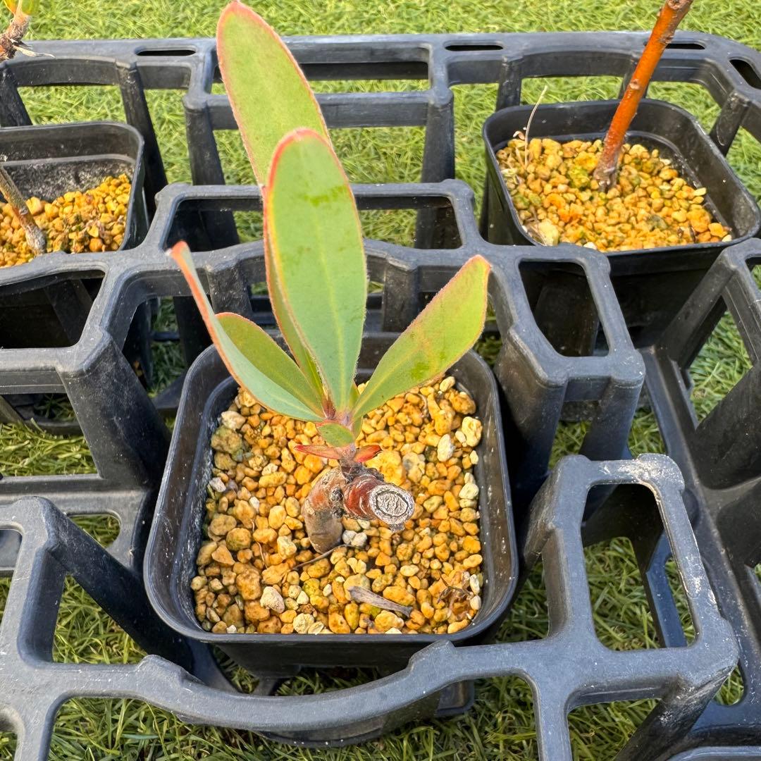 プロテア　スペシャルピンクアイス　or　ピンクアイス　挿木　発根済み　7株セット