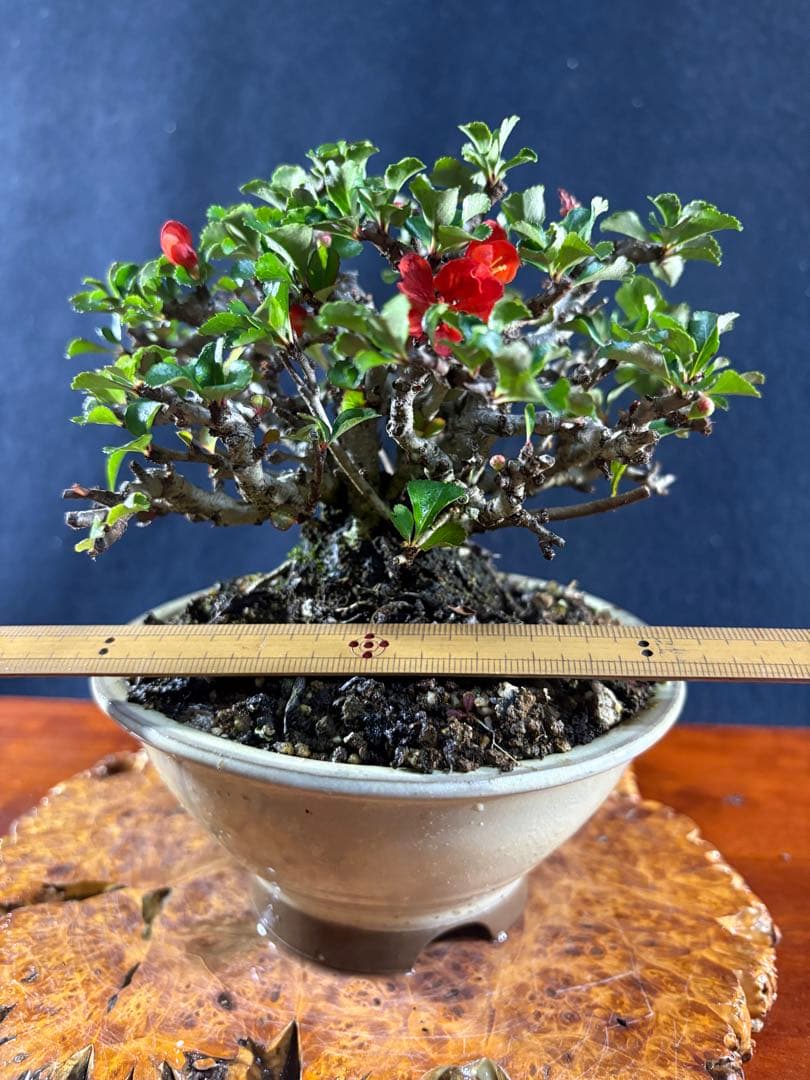 小品盆栽、長寿梅、株立ち作り、花、花芽付き 目立った傷や汚れなし