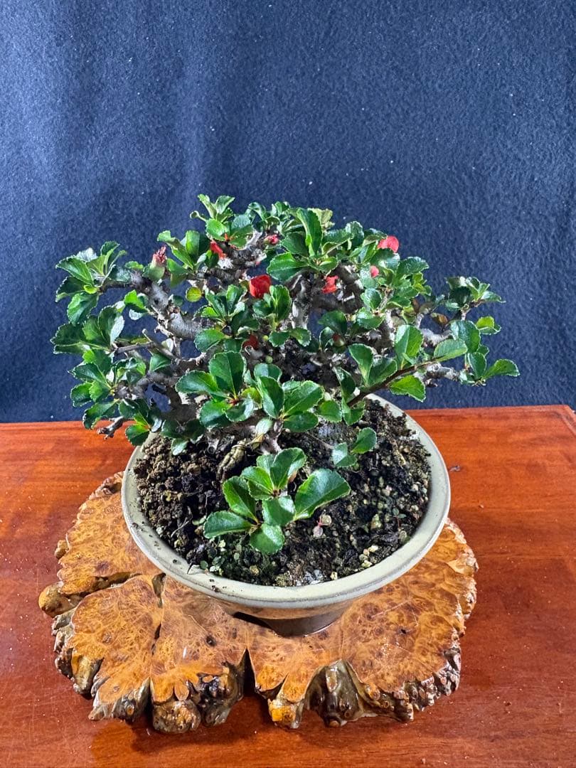 小品盆栽、長寿梅、株立ち作り、花、花芽付き 目立った傷や汚れなし