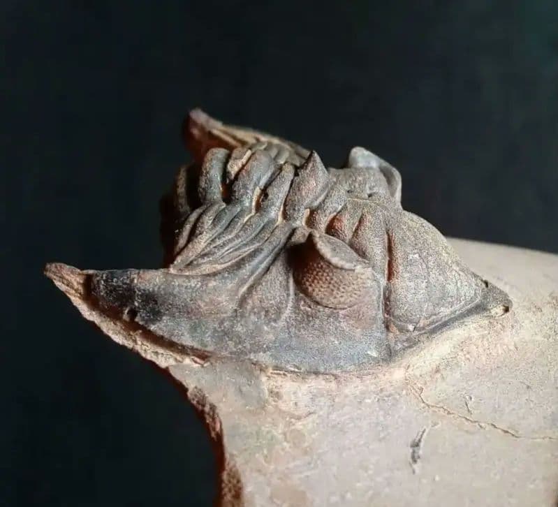 化石　骨格　標本　三葉虫　メタカンシナ　美麗