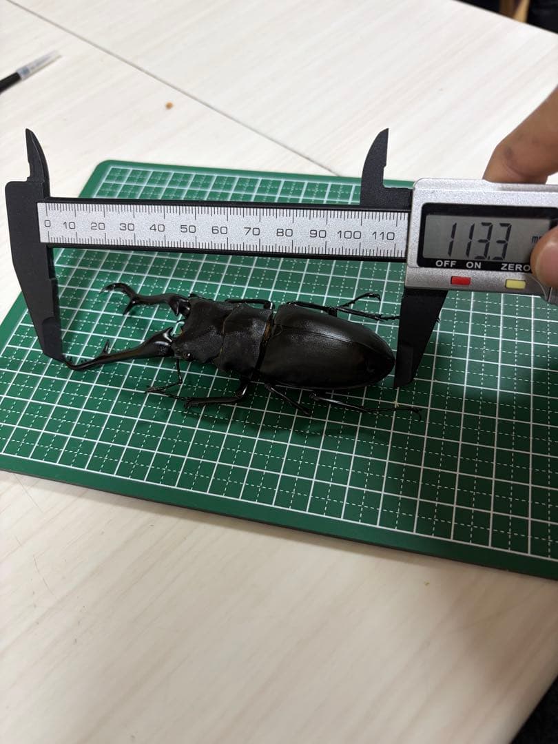 ギラファノコギリクワガタ　標本　113mm up