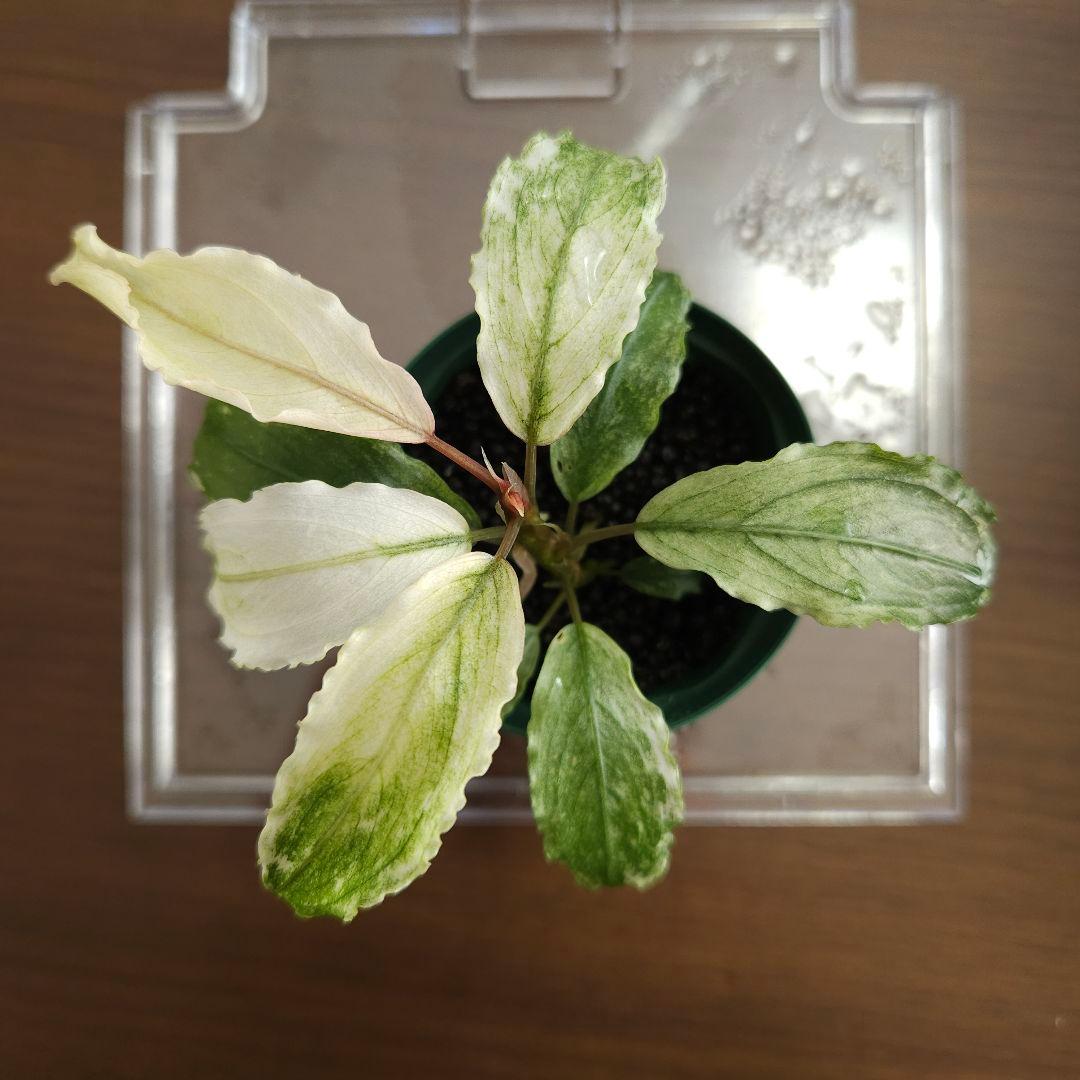 水草 Bucephalandra sp. White Marble Big leaf