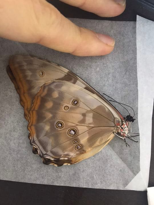 スーパーレア！！キプリスモルフォメス！