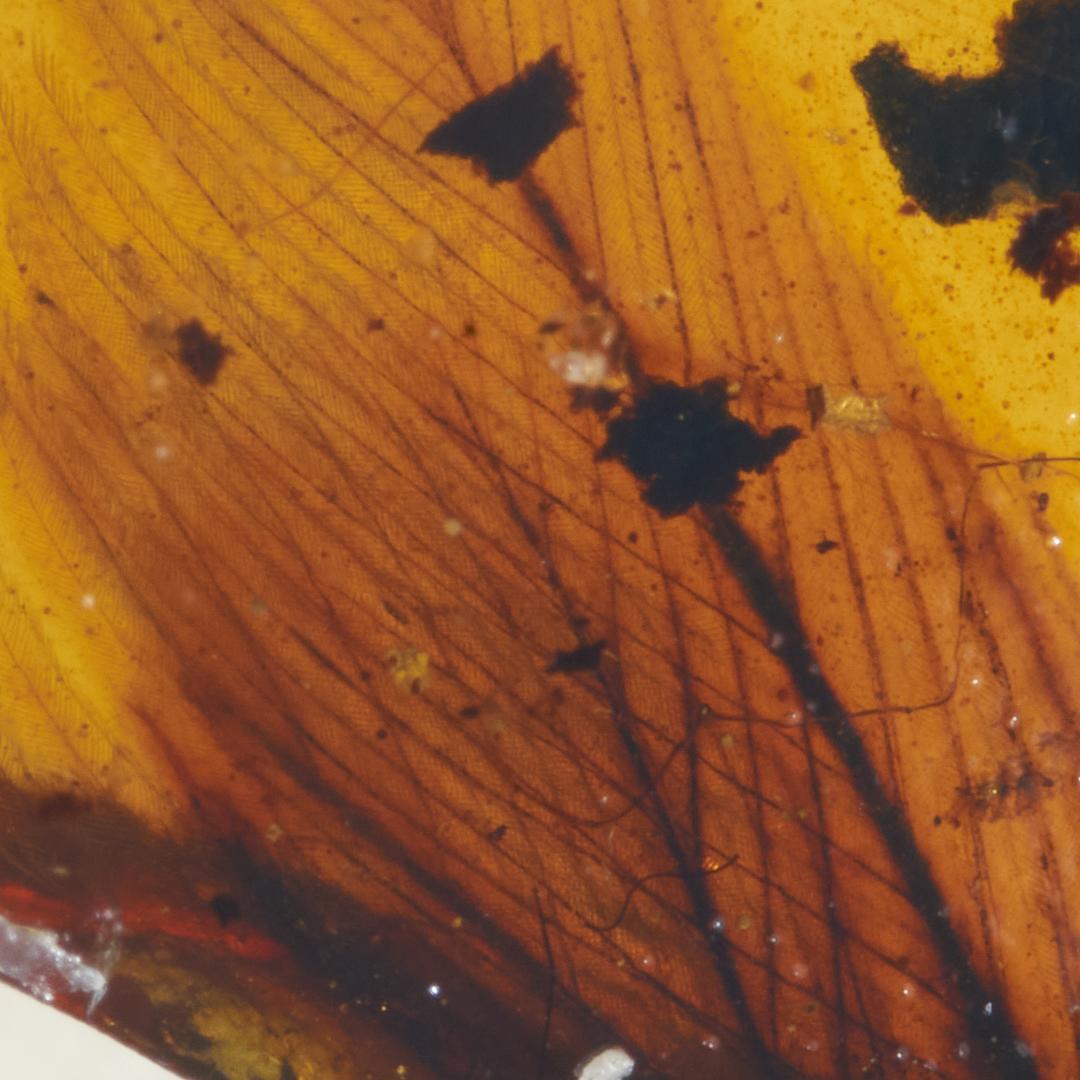 レア極上品 PA0001虫入り琥珀化石　ミャンマーカムティかタナイ9900万年前