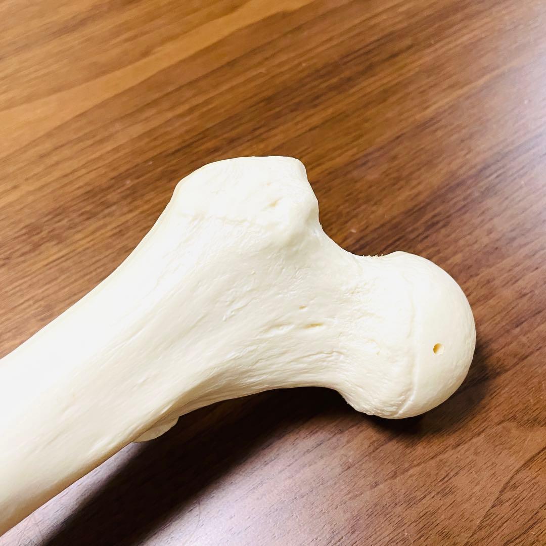 【中古品】人体模型 腕足セット バラ売り不可