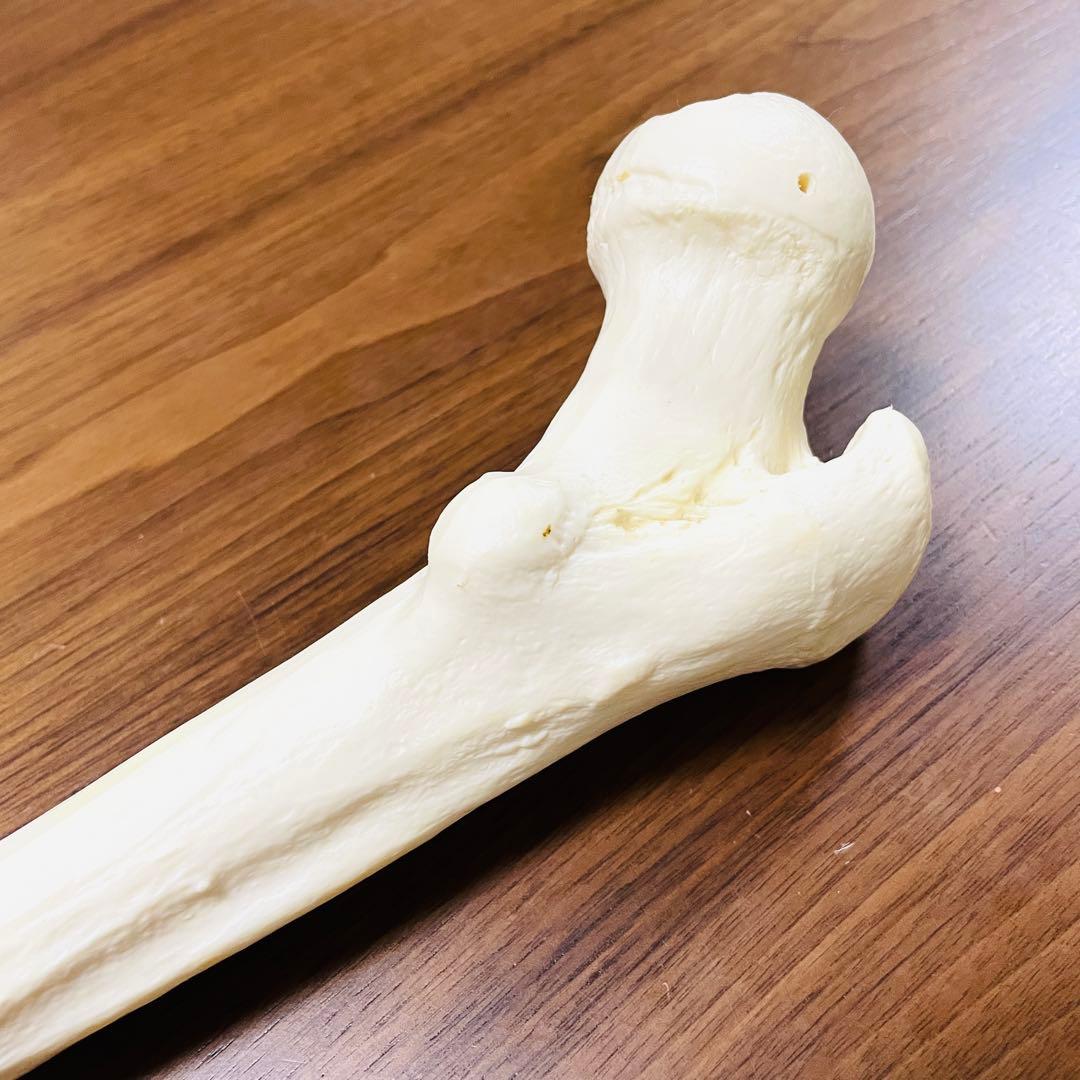 【中古品】人体模型 腕足セット バラ売り不可