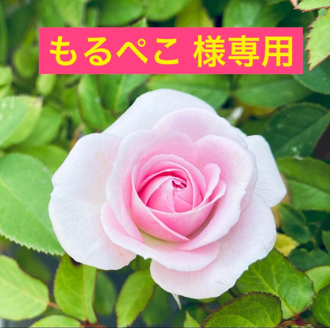 いなば　ちゅ〜るごはん チーズ・ビーフバラエティ １袋&ちゅ〜るテリーヌ ２袋