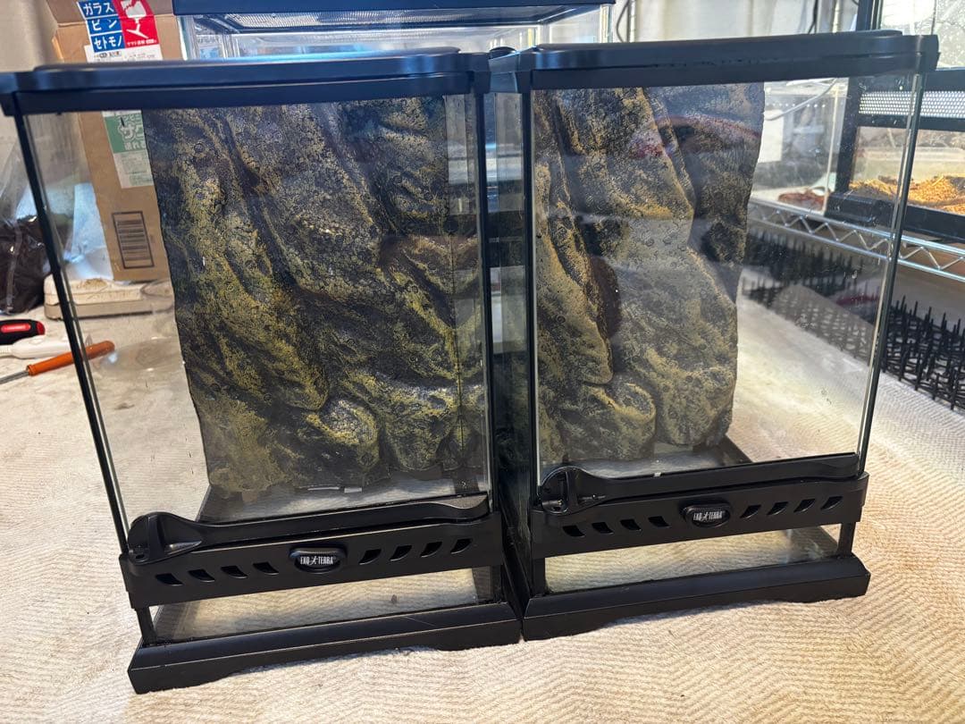 クレステッドゲッコー　飼育セット×2