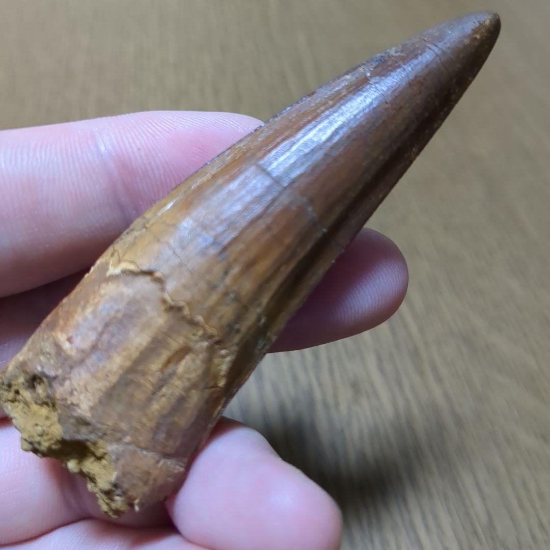 恐竜 化石 スピノサウルスの歯化石　　（値下げ交渉 可能‼️）