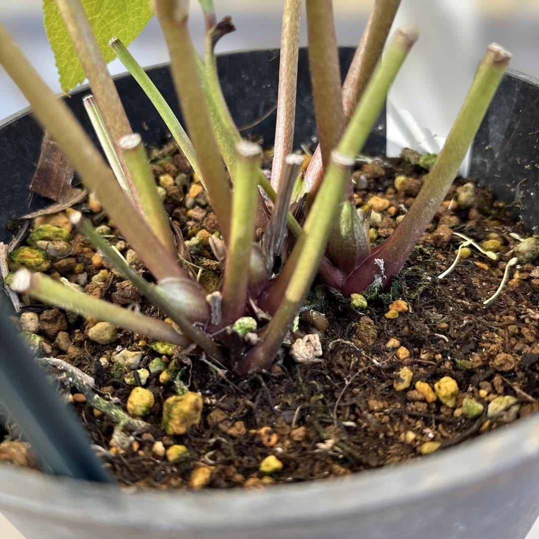 まい様ご依頼品