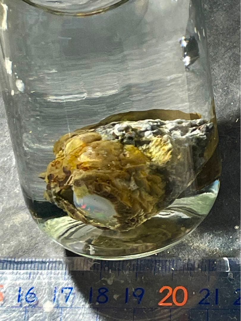 宝坂オパール　遊色セミブラックノジュール　原石　国産鉱物