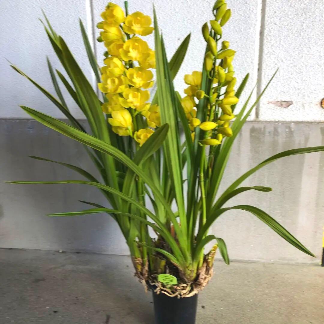 クリスマスローズ 月と太陽、まさこ