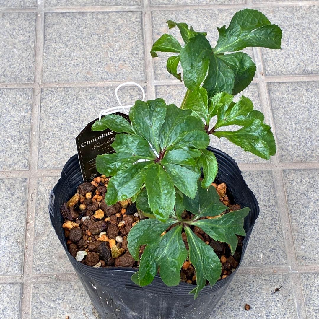 ち*ん様 ☘️ラスト2☘️タグ付き☘️新葉ワサワサ3279⭐️NEW⭐️Choc