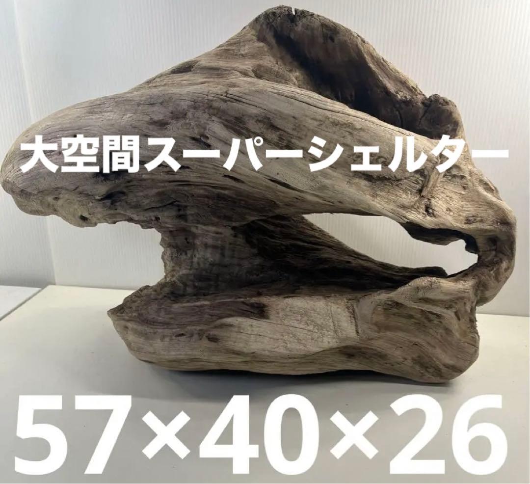 m6大型流木 アク抜き済み 爬虫類シェルター レイアウト用 オブジェ インテリア