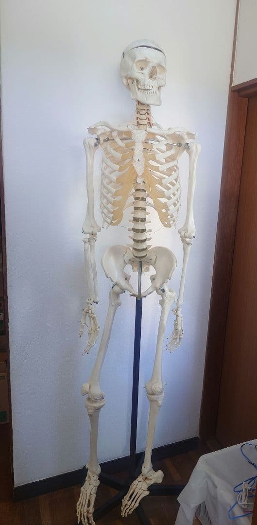 【京都滋賀直接】ソムソ社全身模型可動式170cm人体模型ドイツキャスター付き