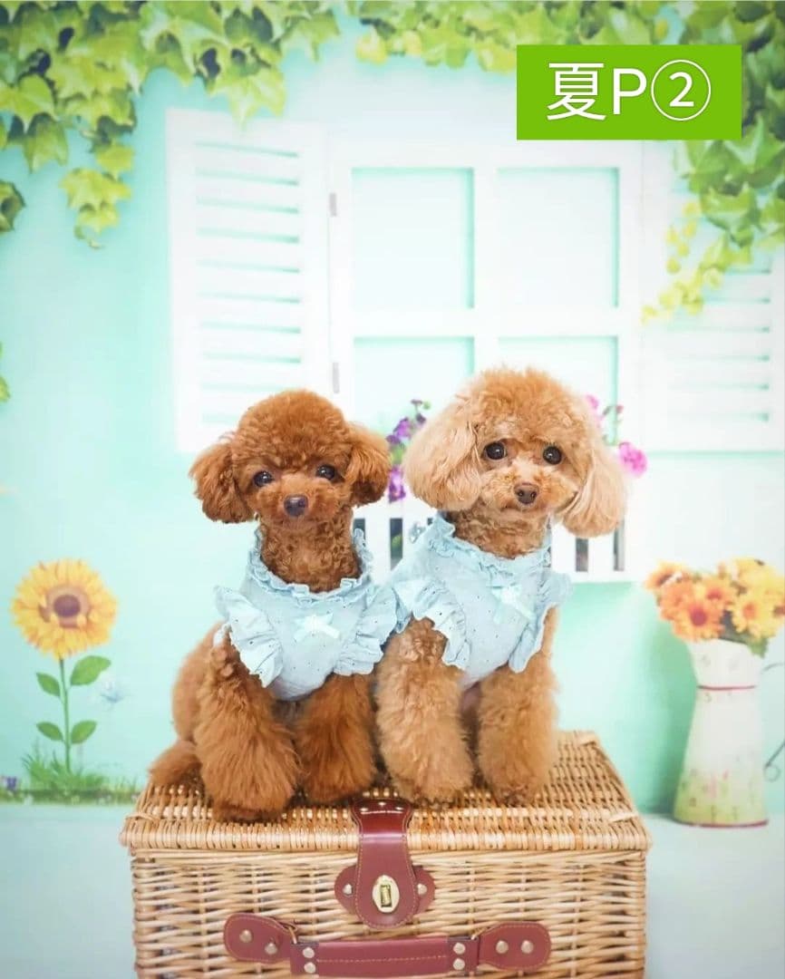 背景布　夏BB➃　ペット撮影用フォトブース　トリミングチョーカー販売中　縦長