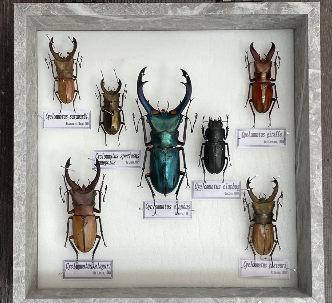 展示用標本　ホソアカクワガタ　Cyclommatus 6種　ブリード品　加工品