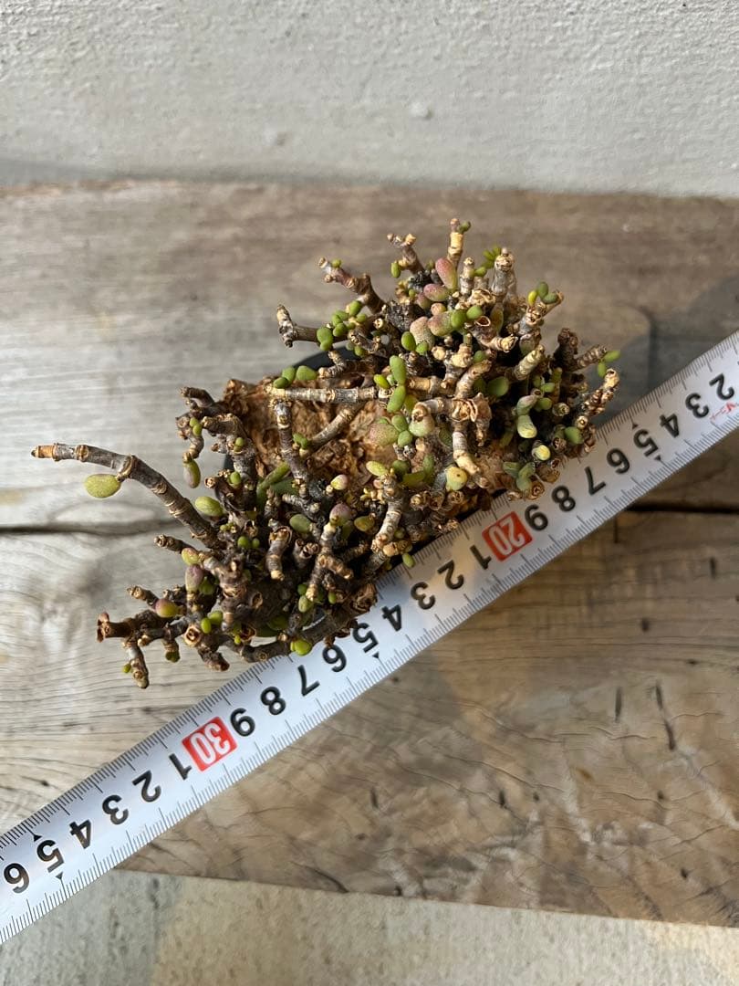 発根済　ケラリアピグマエア　ベアルート株　③