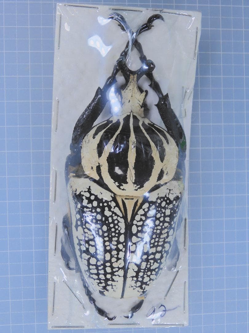 コンゴ産　シラフオオツノハナムグリ2　92mm