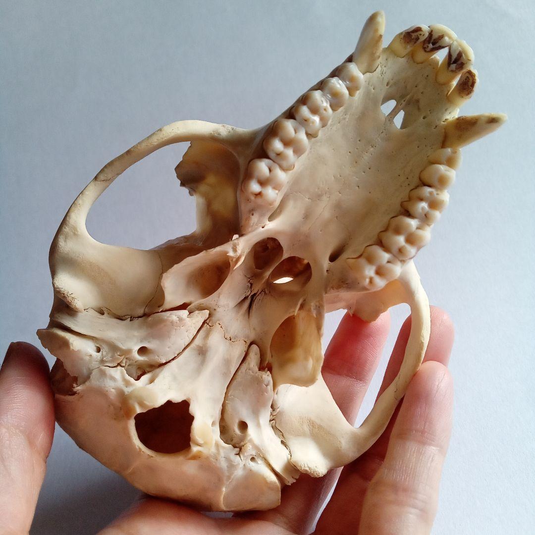 骨格標本　頭骨　ニホンザル　霊長類　スカル