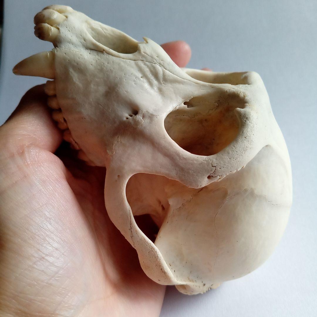 骨格標本　頭骨　ニホンザル　霊長類　スカル