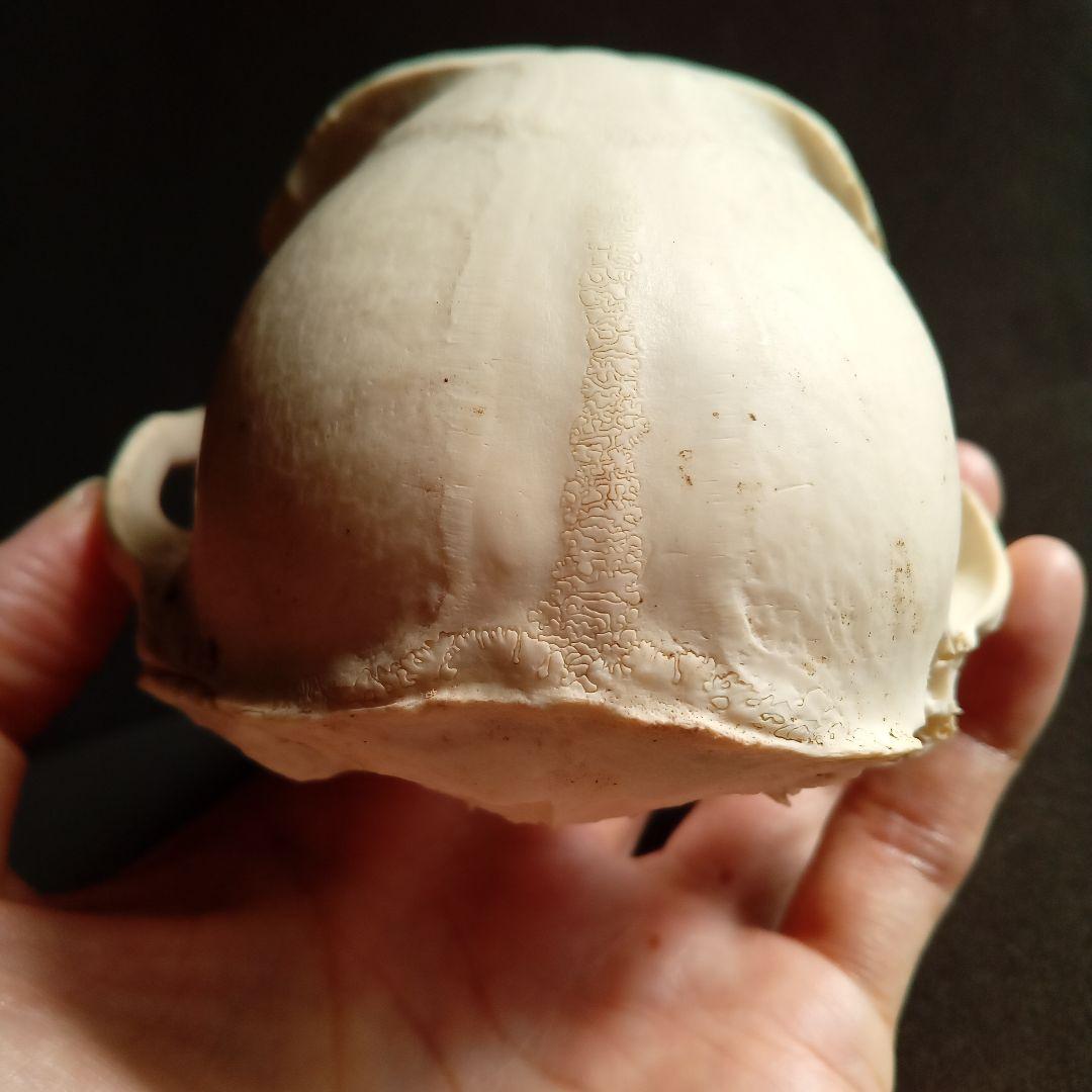 骨格標本　頭骨　ニホンザル　霊長類　スカル