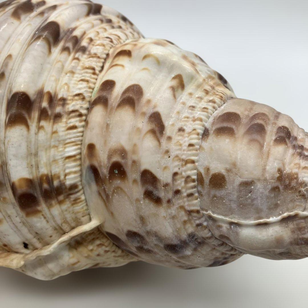 法螺貝 大きめ 山伏 無量寿経 法華経 螺役 戦国時代 ホラガイ科 和楽器