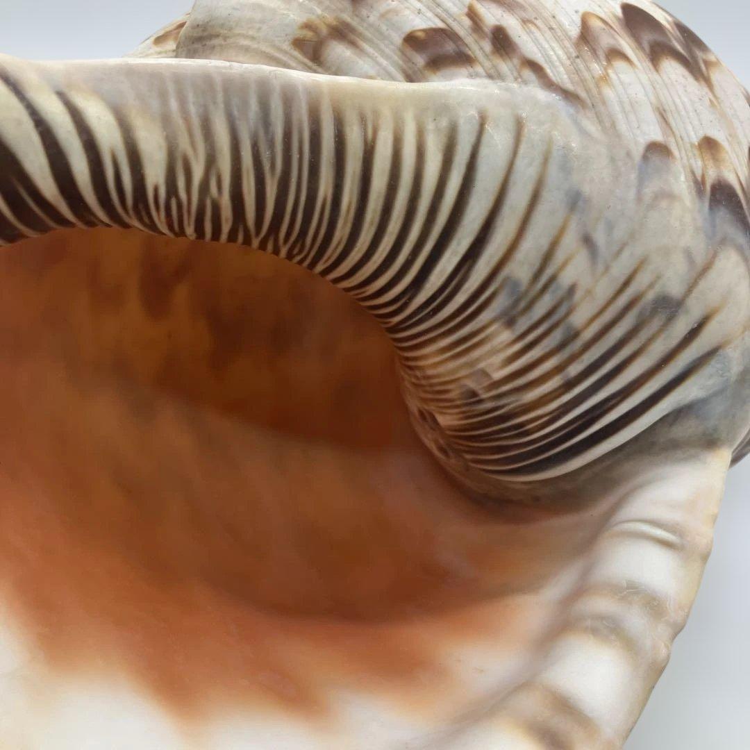 法螺貝 大きめ 山伏 無量寿経 法華経 螺役 戦国時代 ホラガイ科 和楽器