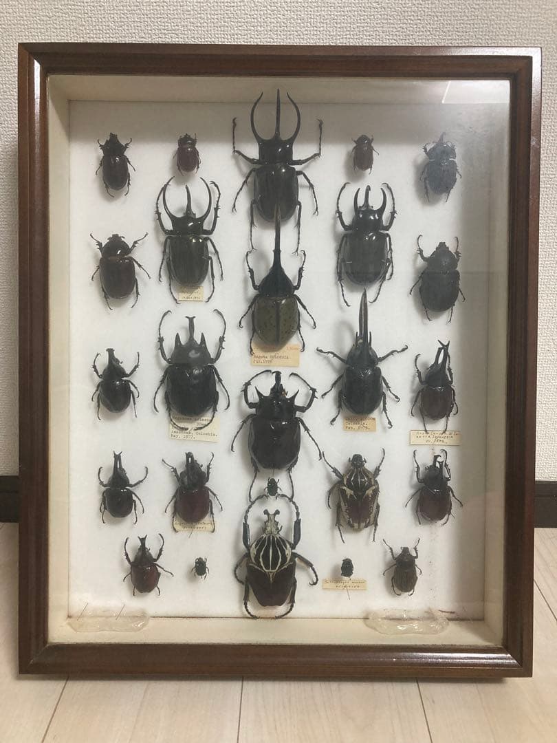 カブトムシ　標本　海外　標本箱　まとめ売り
