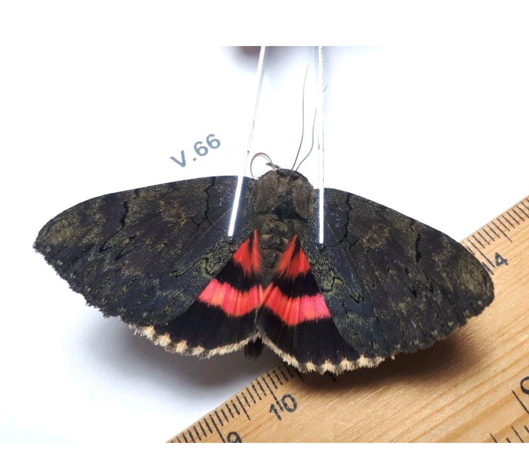 Catocala cara 3頭セット